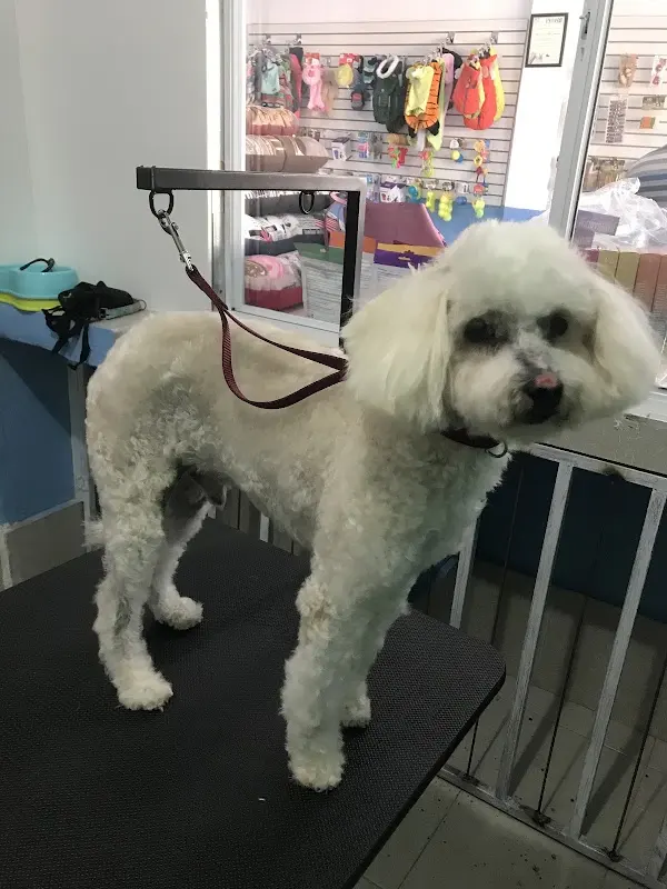 Saludapet Clínica Veterinaria