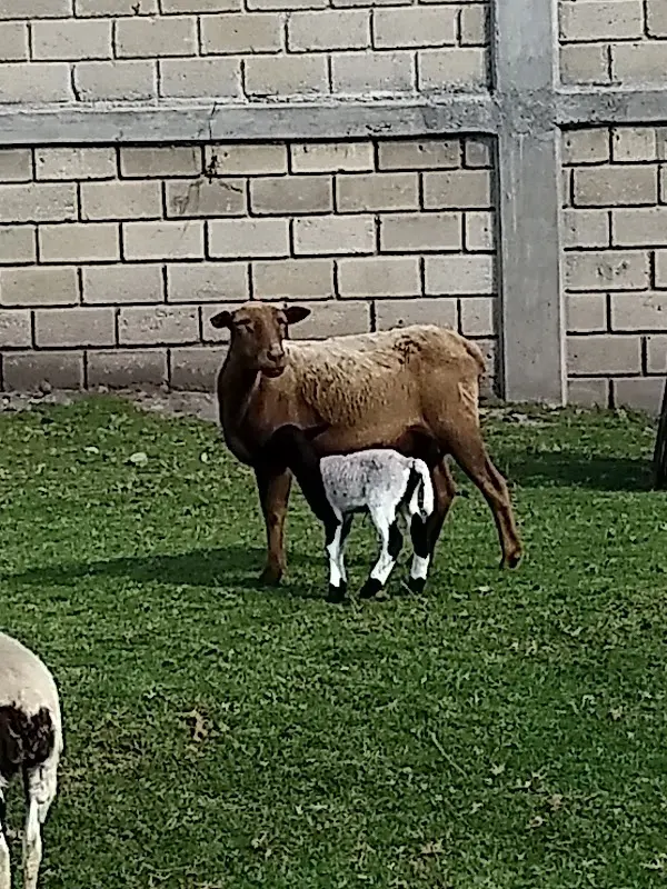 Veterinaria "la tucita"