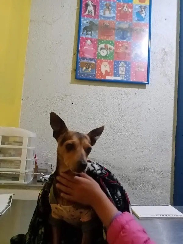 Veterinaria