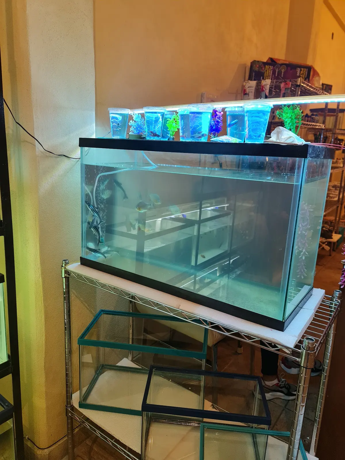 Acuario y Tienda de mascotas "Tony" — foto 3 de 3