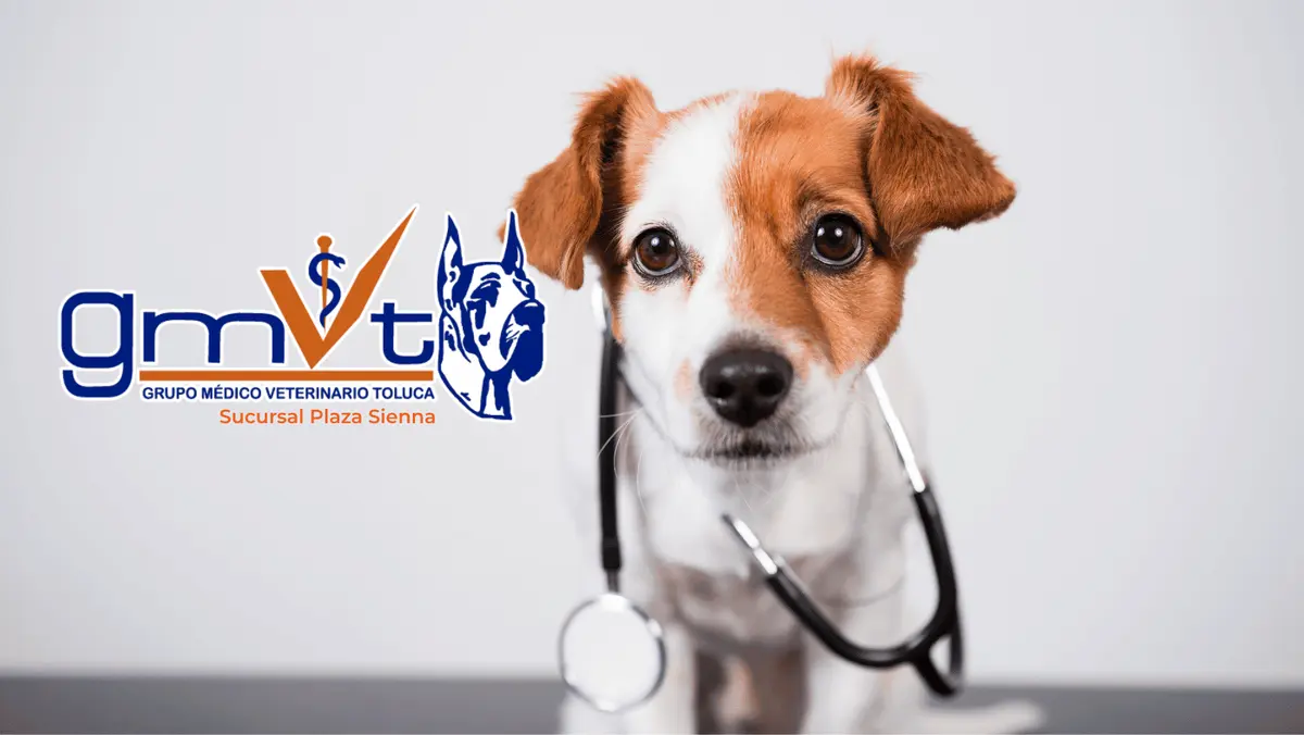 GMVT - Clínica Médica Veterinaria - Plaza Sienna — foto 2 de 4