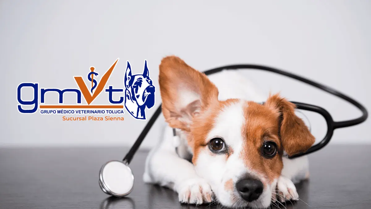 GMVT - Clínica Médica Veterinaria - Plaza Sienna — foto 4 de 4