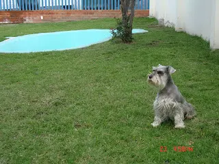 La boutique des Chiens — foto 2 de 5