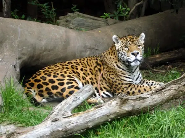 Veterinaria Jaguar