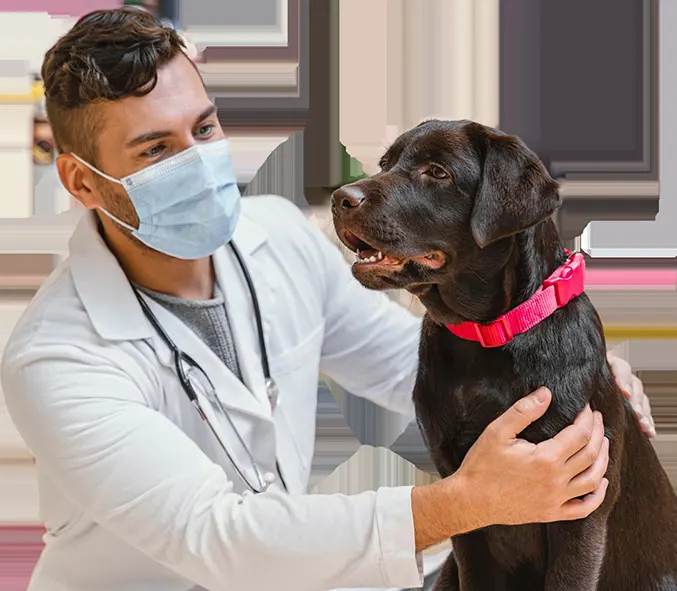 Perrunos Veterinaria Metepec — foto 4 de 4