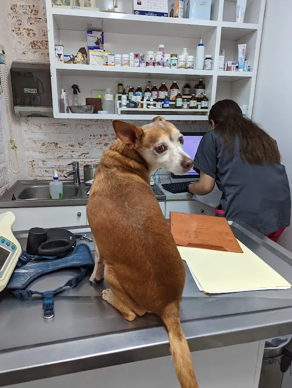 Clínica Veterinaria Dr. Altamirano Vet&Dog