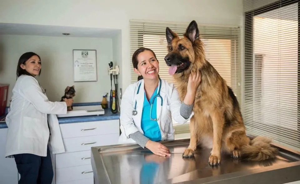 Hospital Veterinario Dogtor