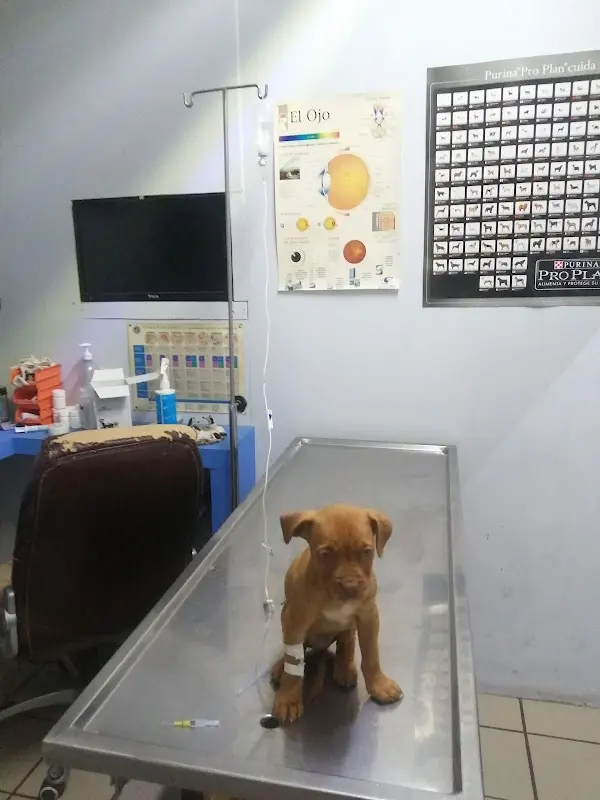 Consultorio Veterinario Valencia