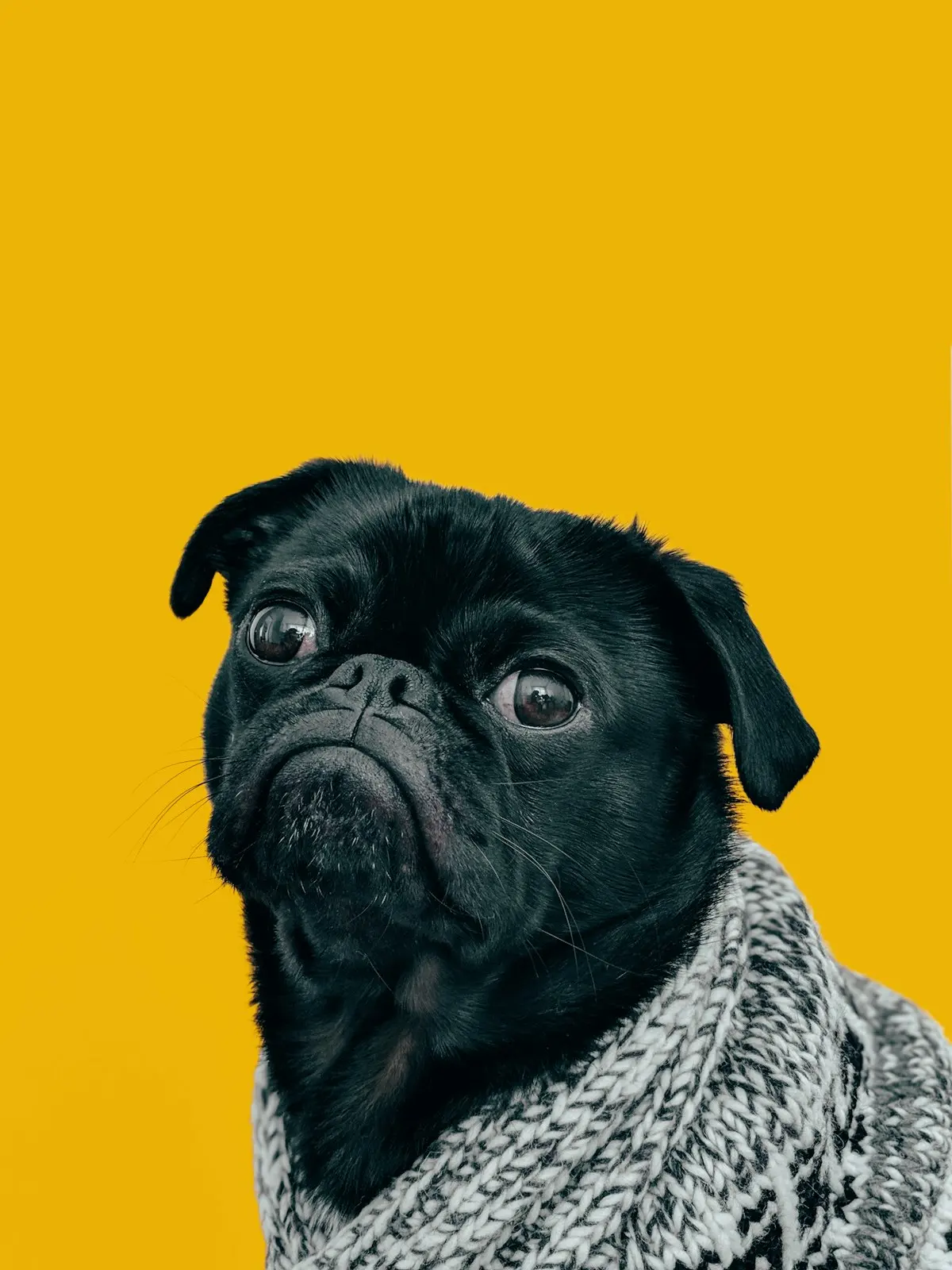 Barych Veterinaria