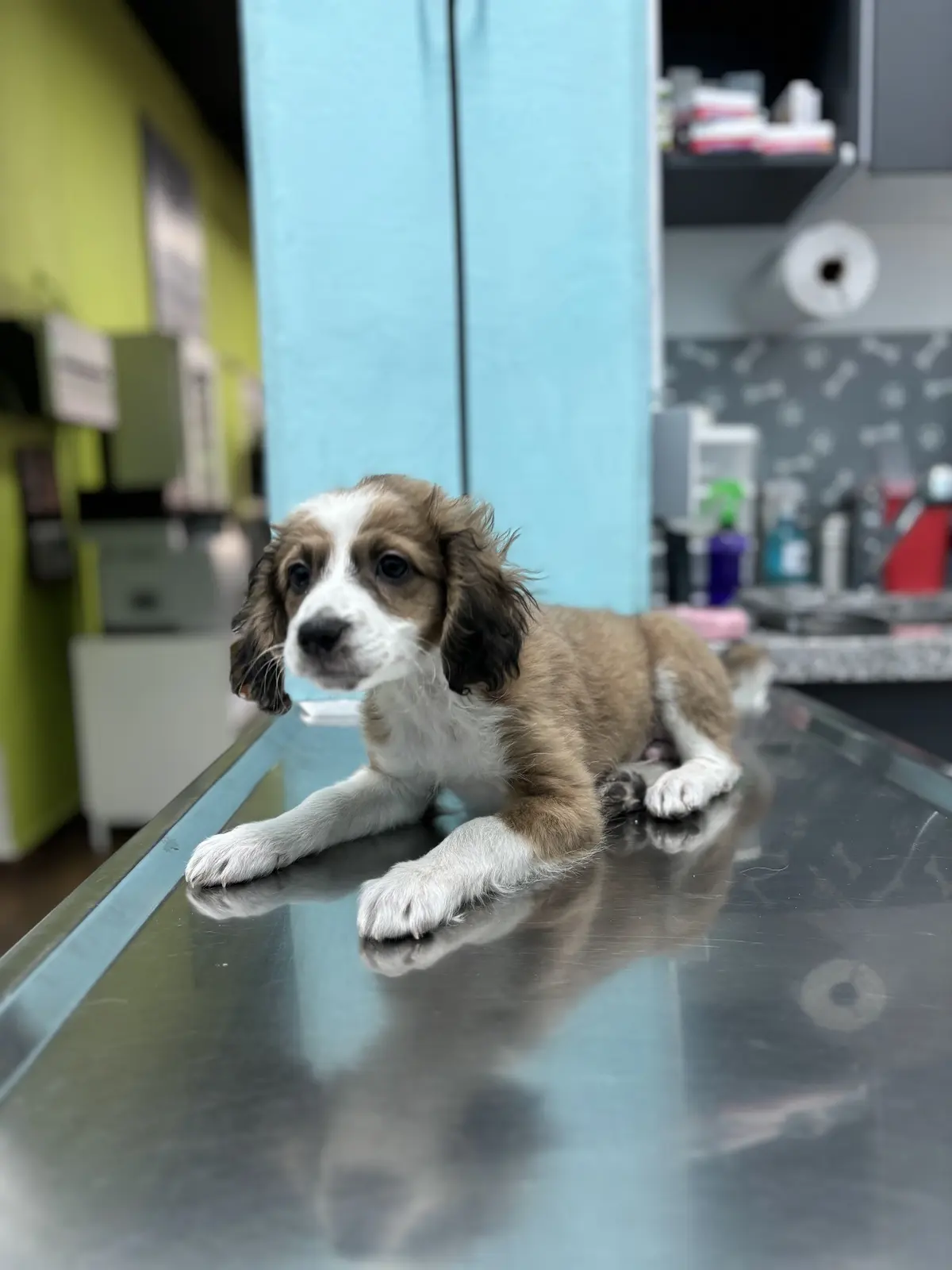 Centro Integral Veterinario (CIVET) — foto 2 de 3