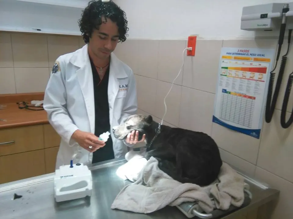 Centro Medico Veterinario "Animal Love"