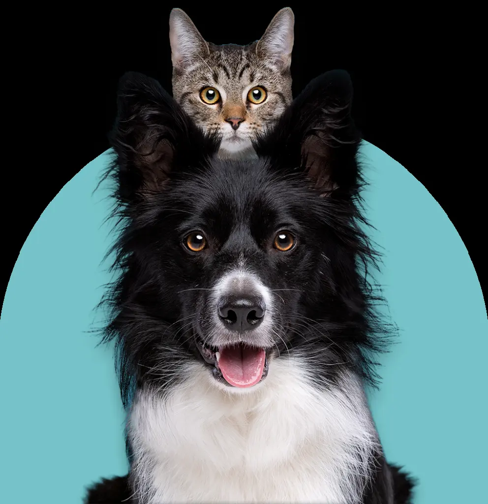CEVMA Hospital Veterinario