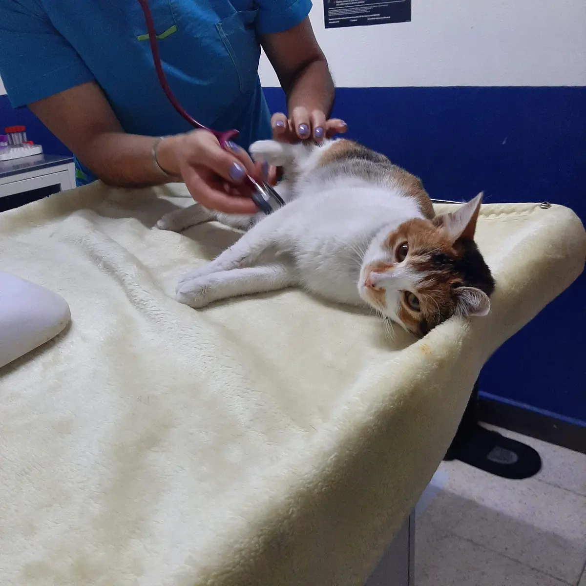 Hospital Veterinario Pet Life