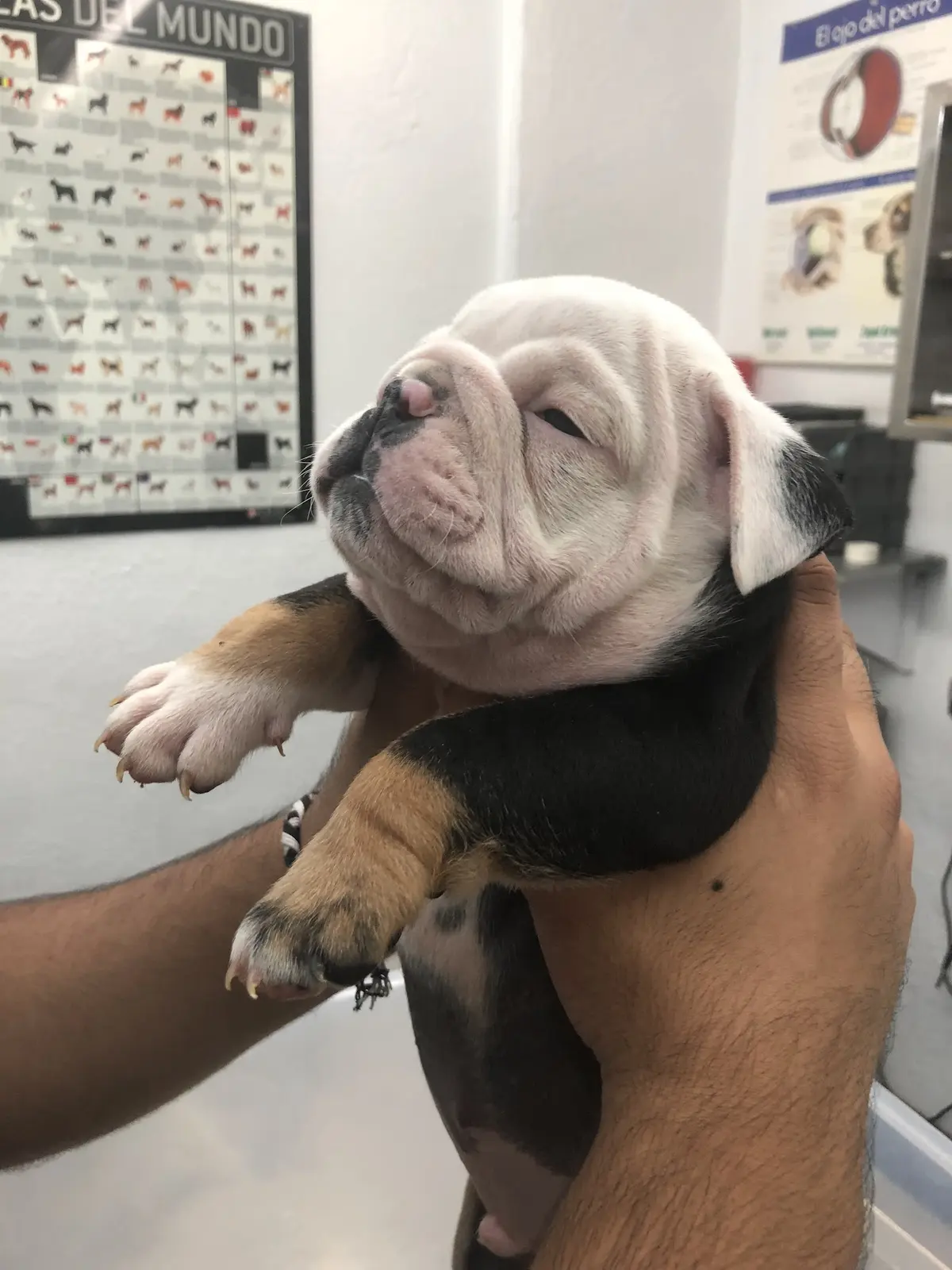 Hospital Veterinario Valle Dorado 24hrs