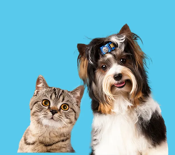 Hidoc - Hospital Veterinario De Especialidades