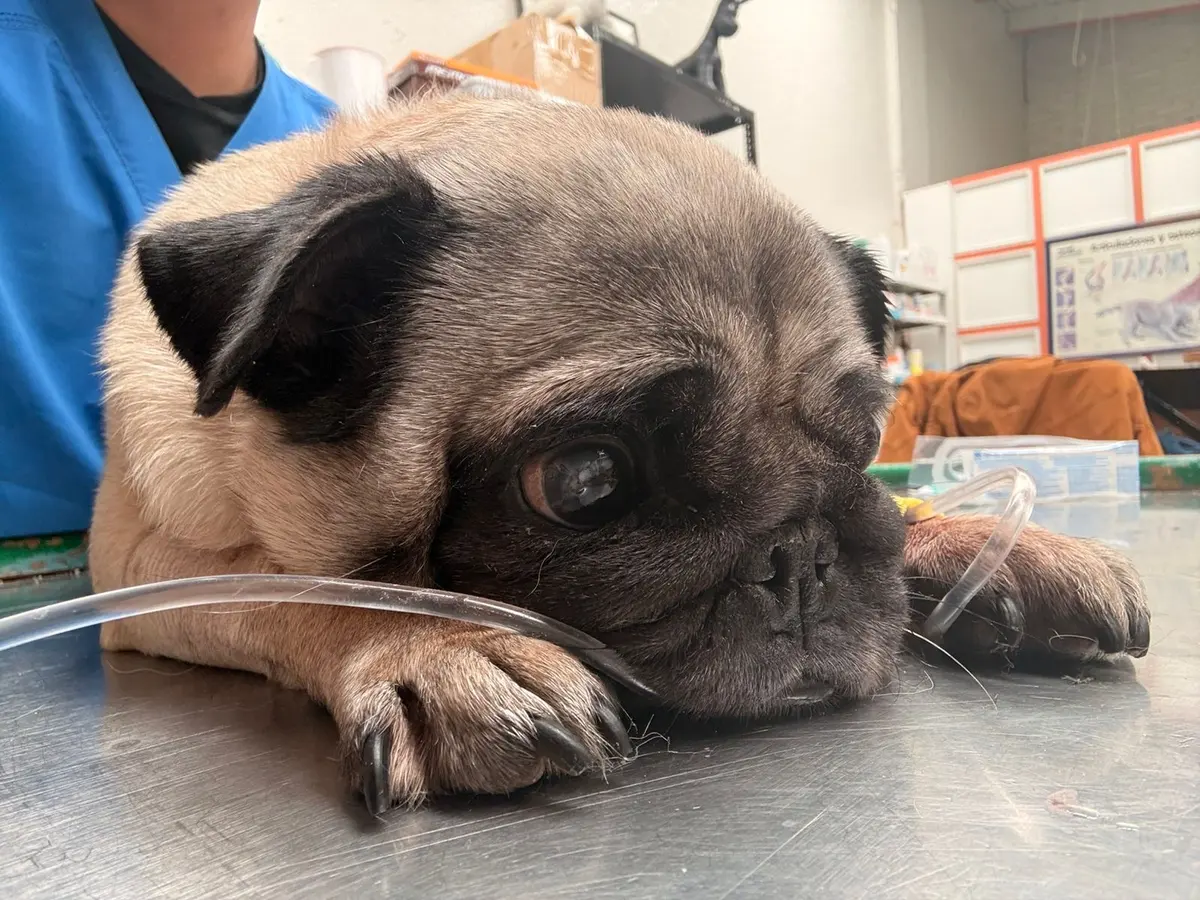 Hospital Animal's