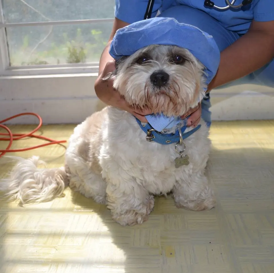 Hospital Veterinario de Especialidades — foto 3 de 3