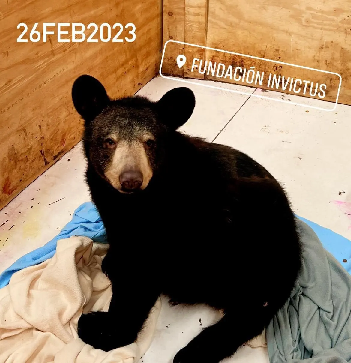 Intermédica Veterinaria Pet's — foto 3 de 3