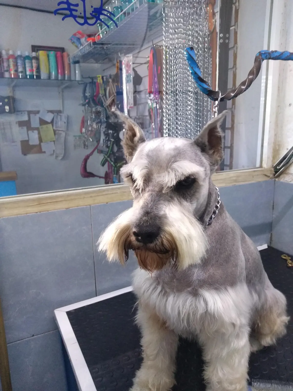 Veterinaria Animalia