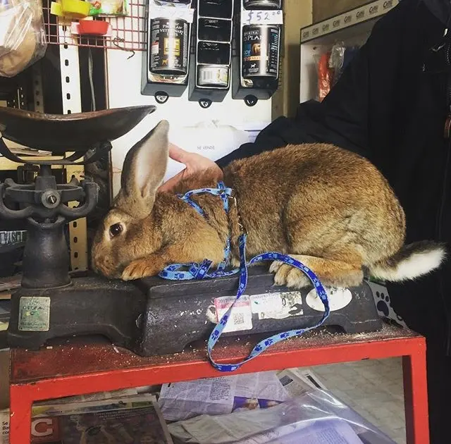 Veterinaria Tolotzin