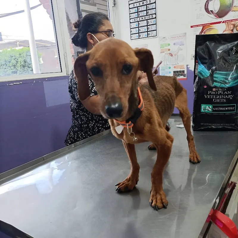ALFA, Clínica Veterinaria y SPA canino