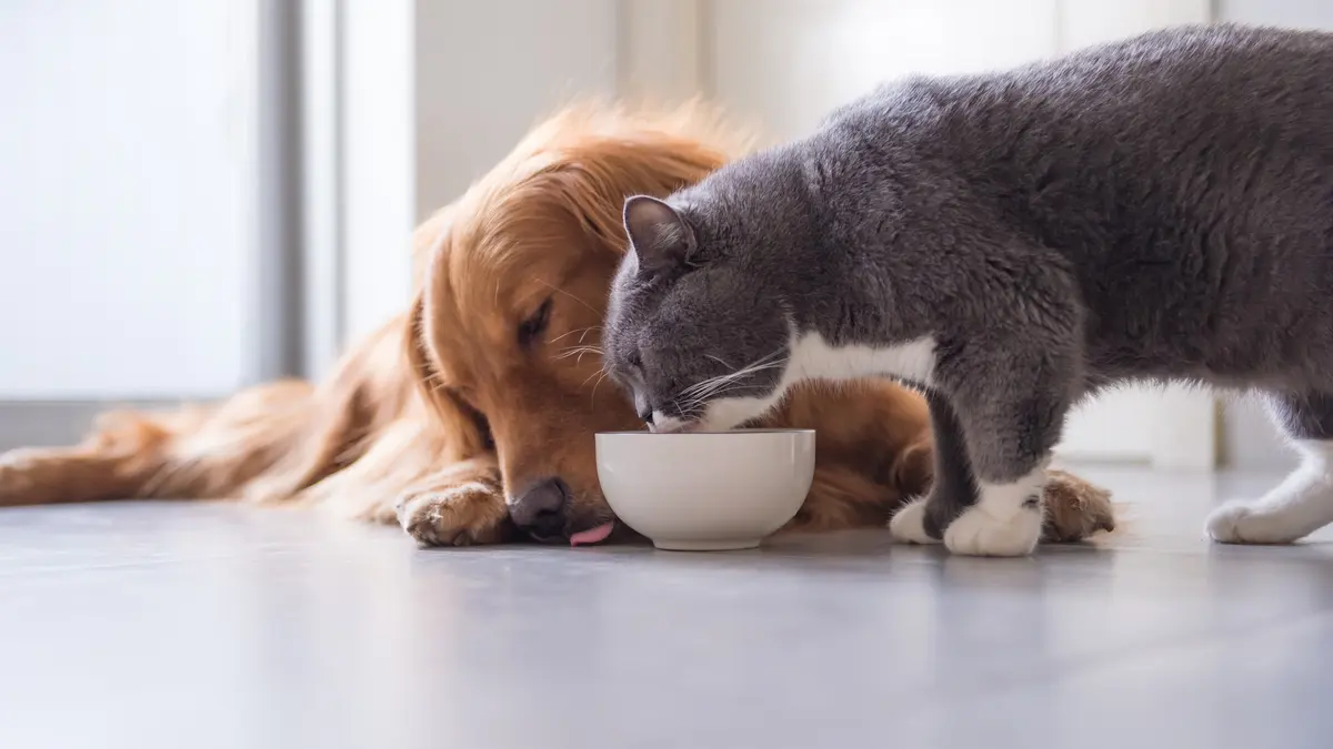 P-los Animal Care & Ortopedia Veterinaria.