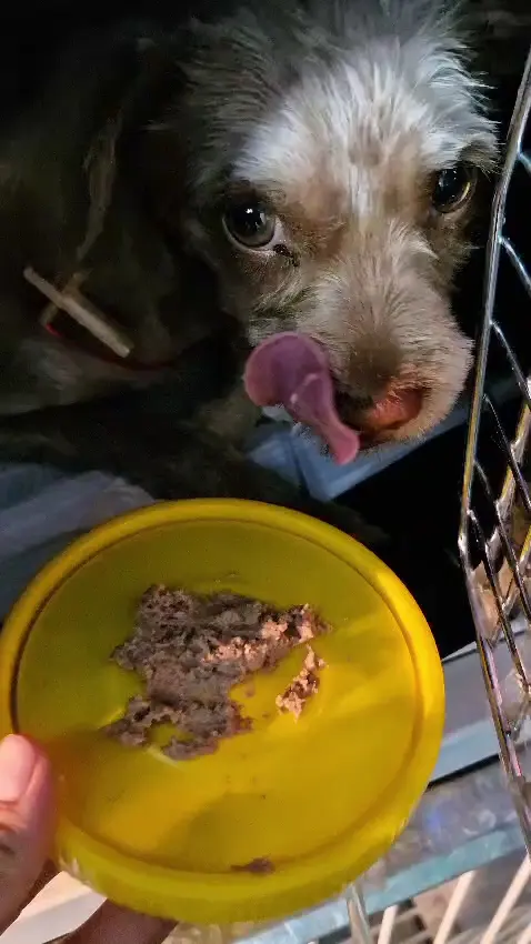 Clínica integral Veterinaria "MASCOTAS S.O.S" /urgencias veterinarias
