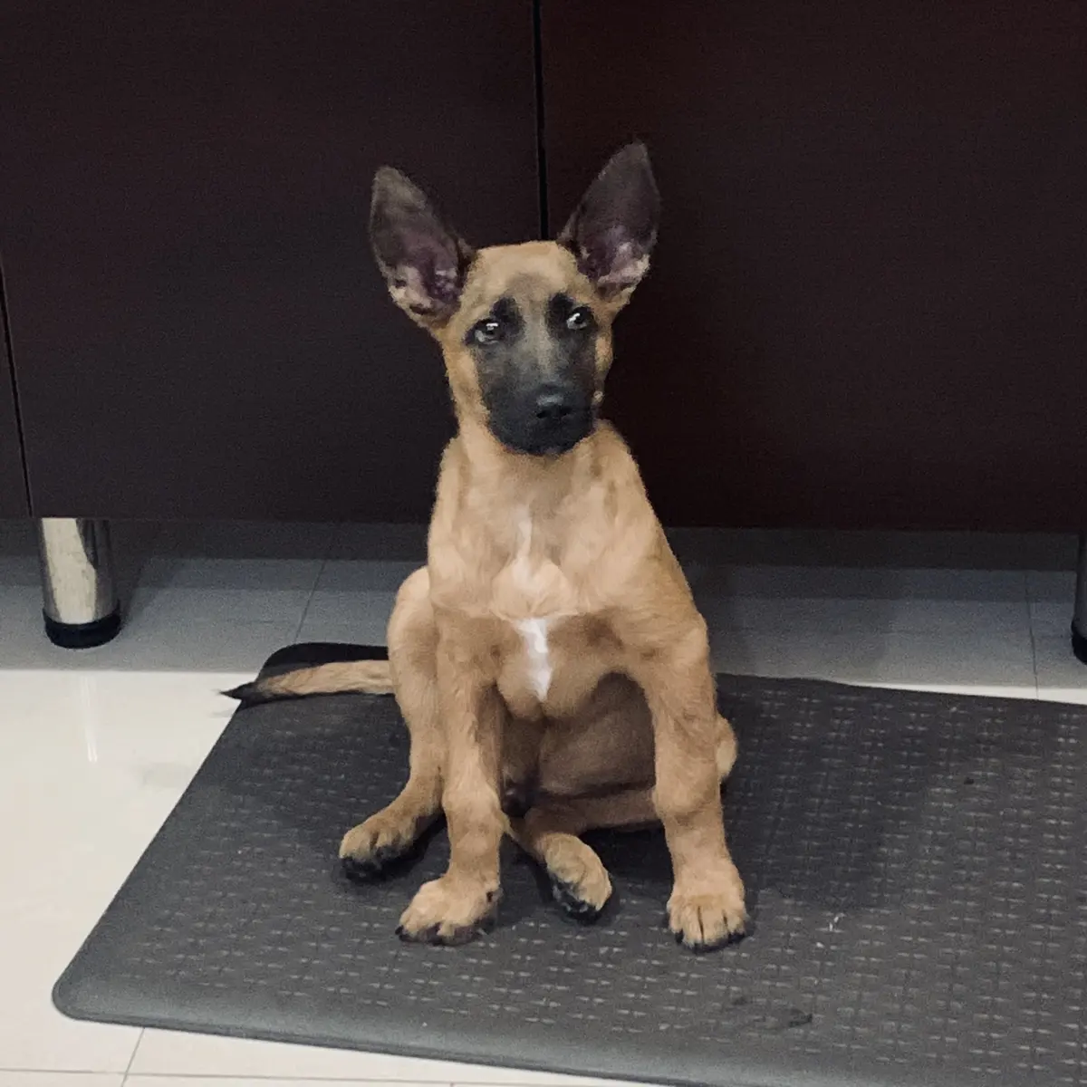 Clínica veterinaria la escondida