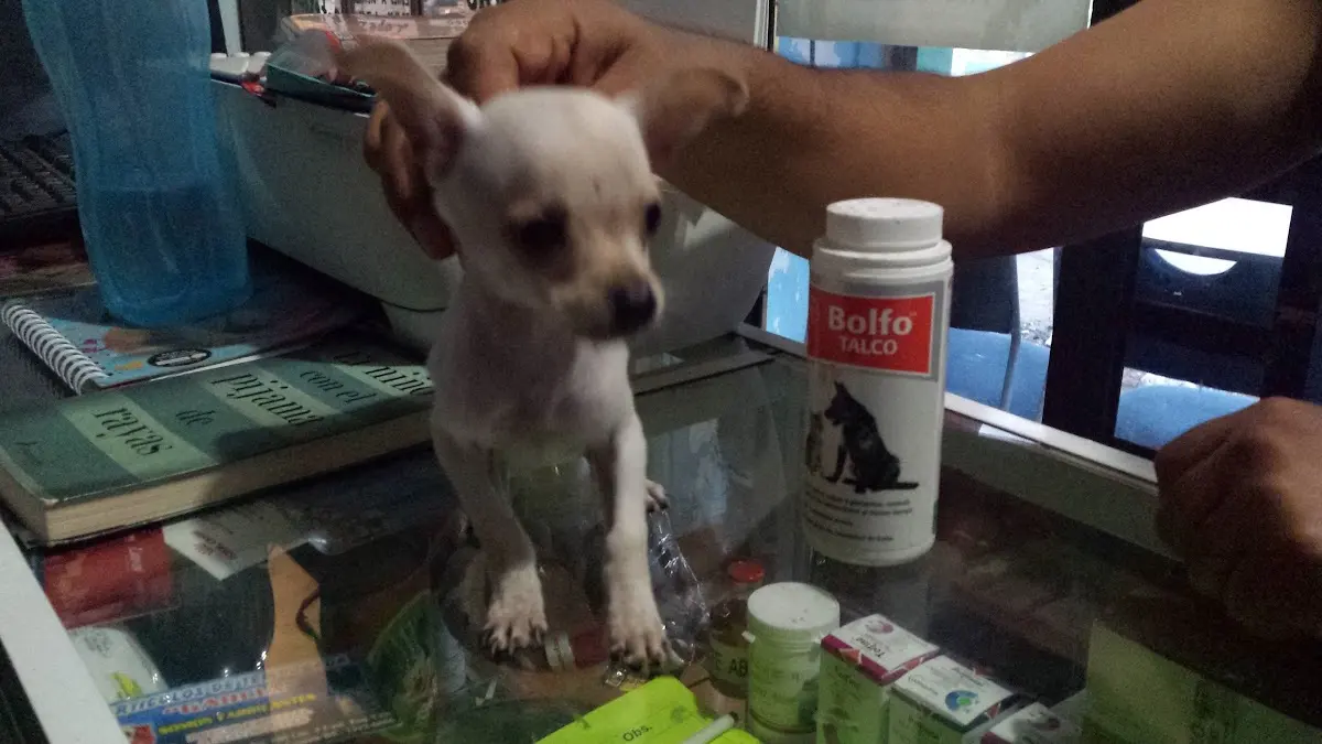 Veterinaria "EL PUMA" Valle de Chalco