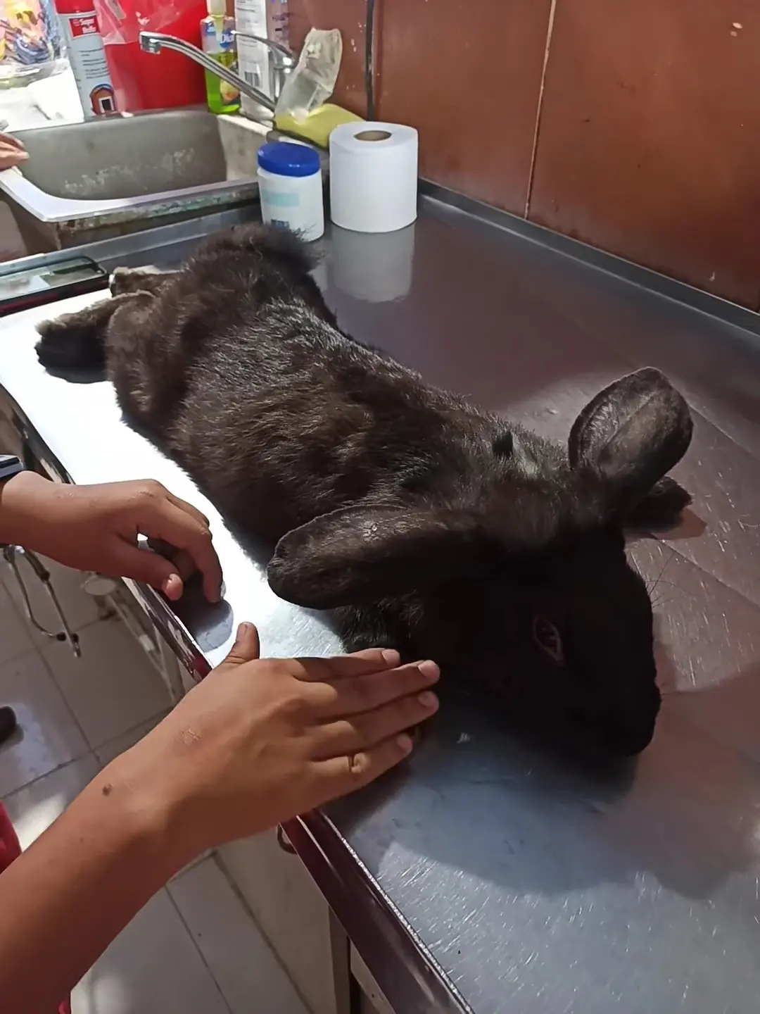 VETERINARIA Rancho Alegre