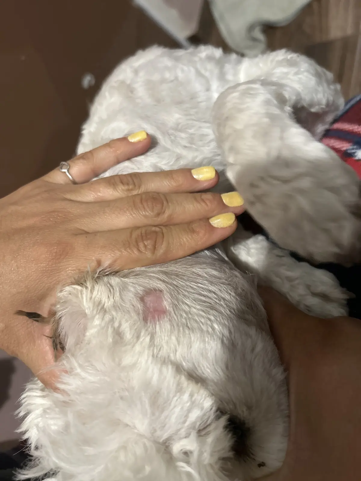 ZUmascota / Hospital Veterinario & Eestética Canina — foto 2 de 2