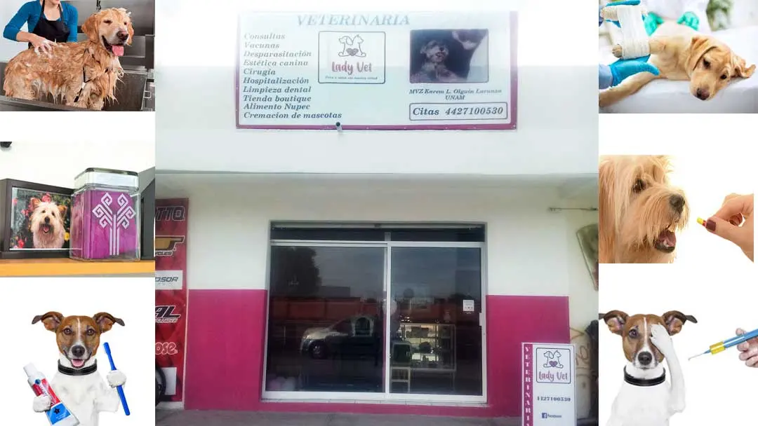 Veterinaria Lady Vet