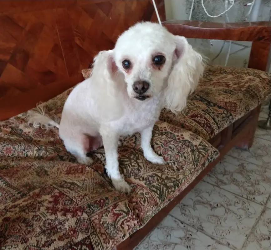 Centro Veterinarío Especializado Vazcar