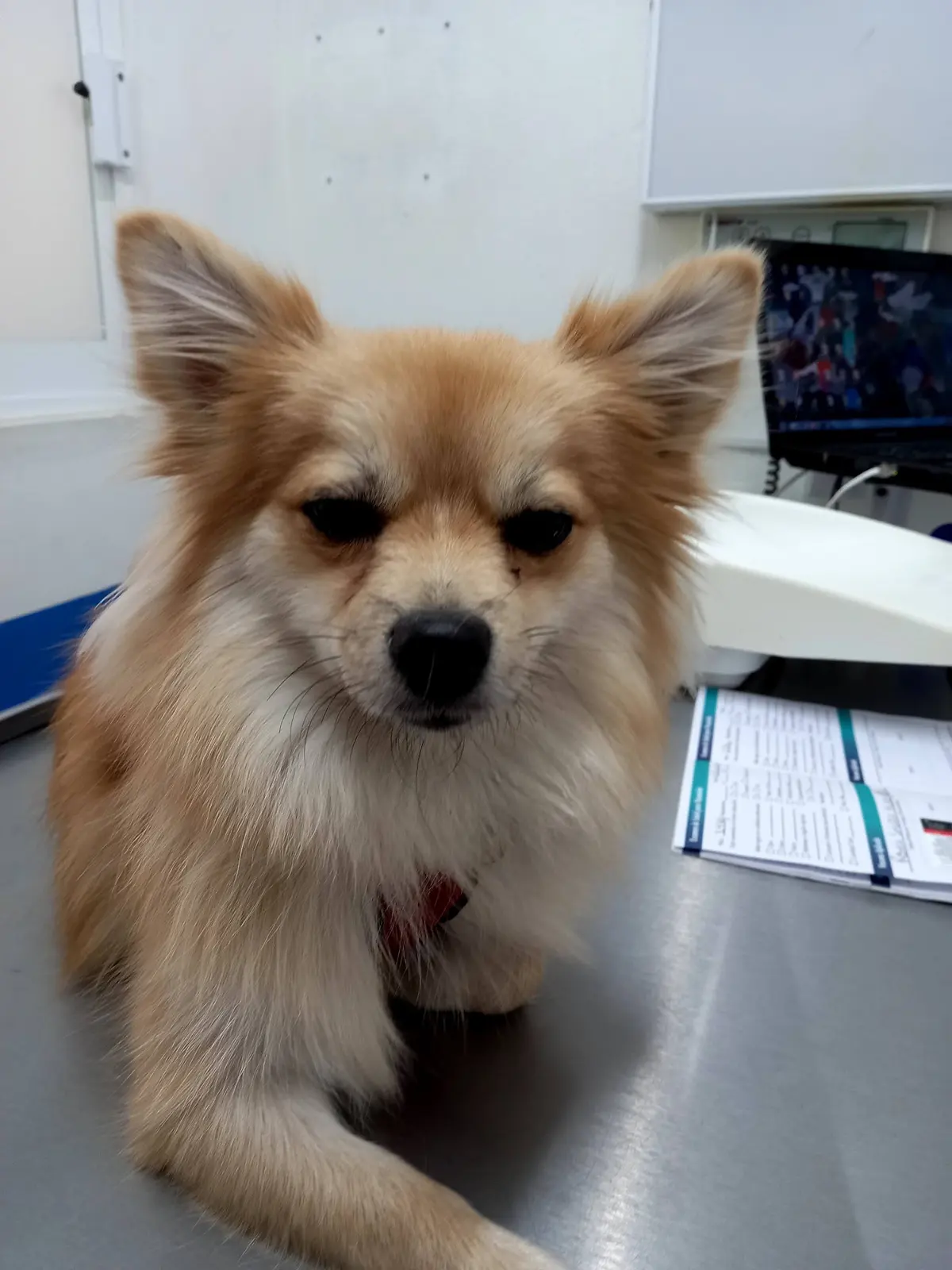 Veterinaria Innis