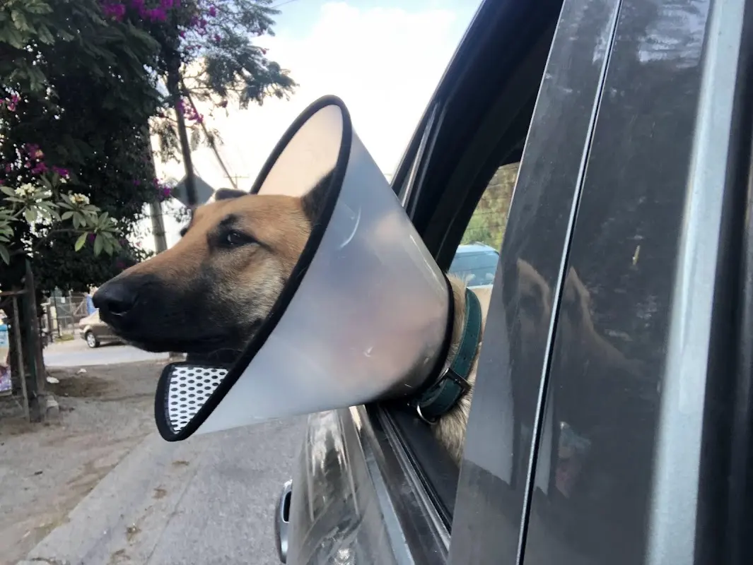 De Asís Clínica Veterinaria