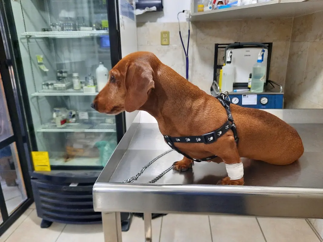 Hospital Veterinario Irapuato