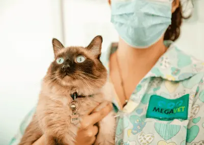 Mega Vet — foto 4 de 4
