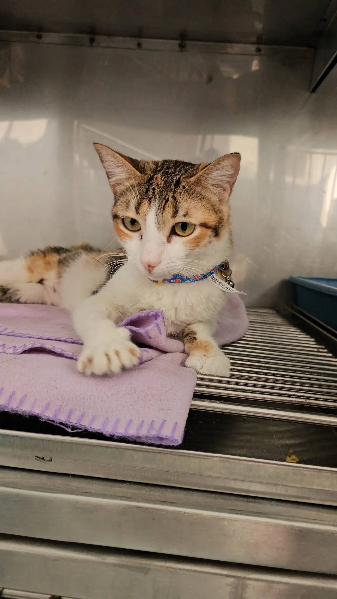 Veterinaria Vet Center Irapuato