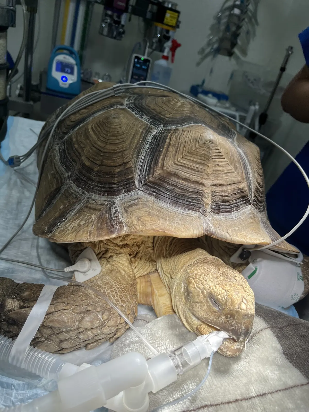 Centro Veterinario HAPPY PETS — foto 2 de 3