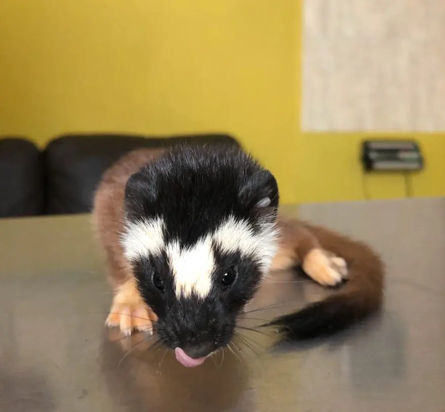 Centro Veterinario HAPPY PETS — foto 3 de 3