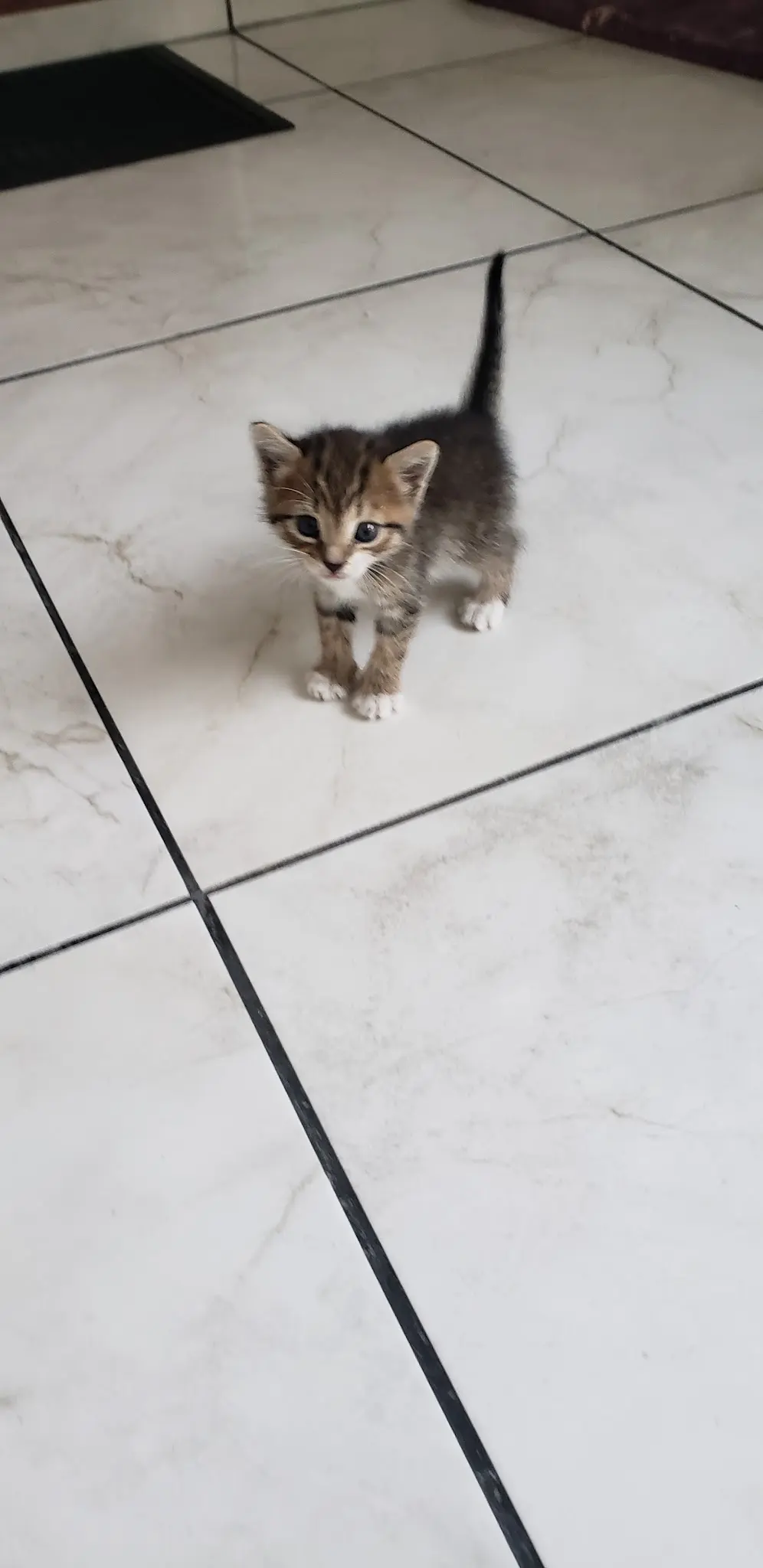 Changos pet — foto 2 de 3