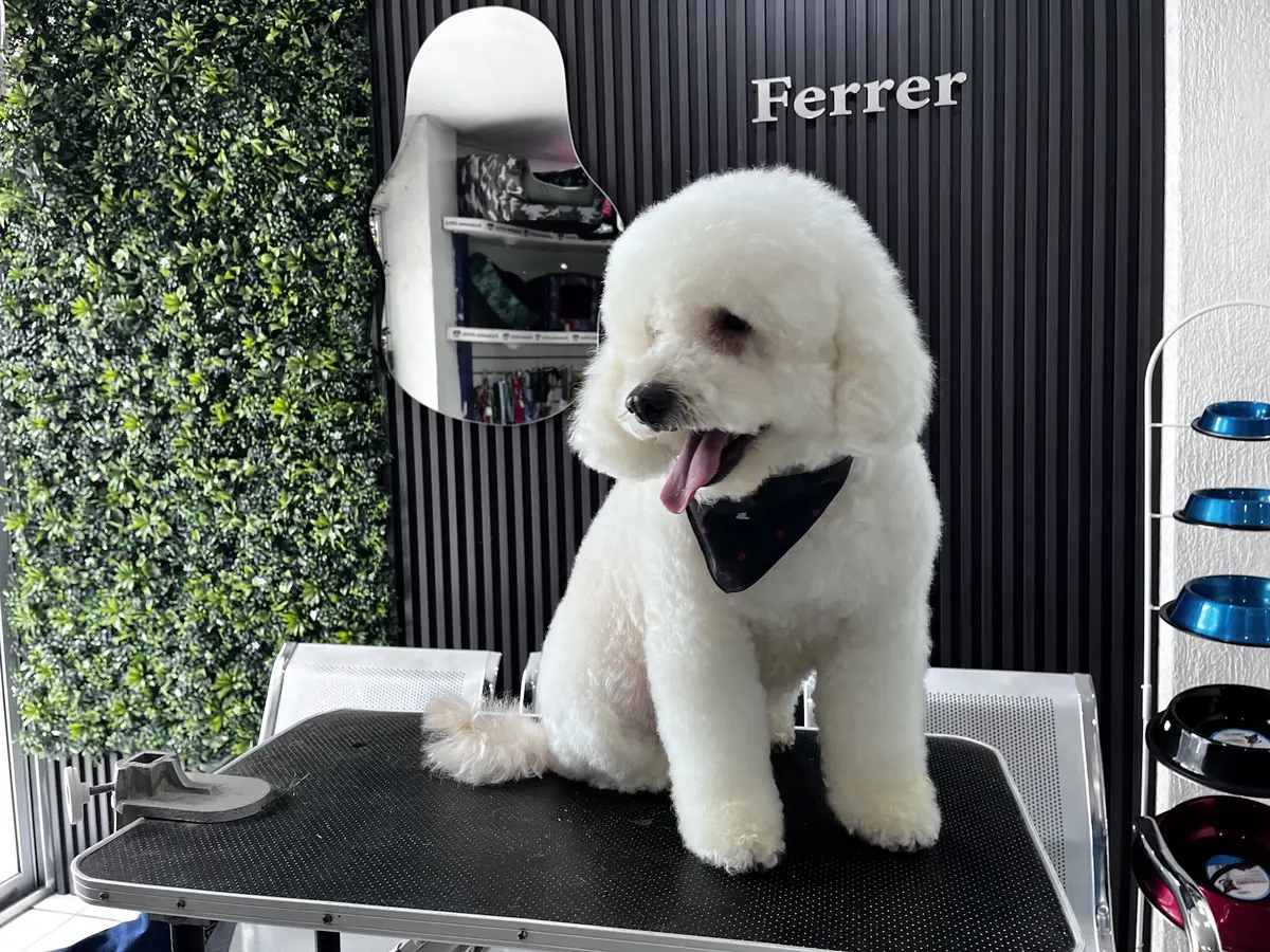 Ferrer Hospital Veterinario