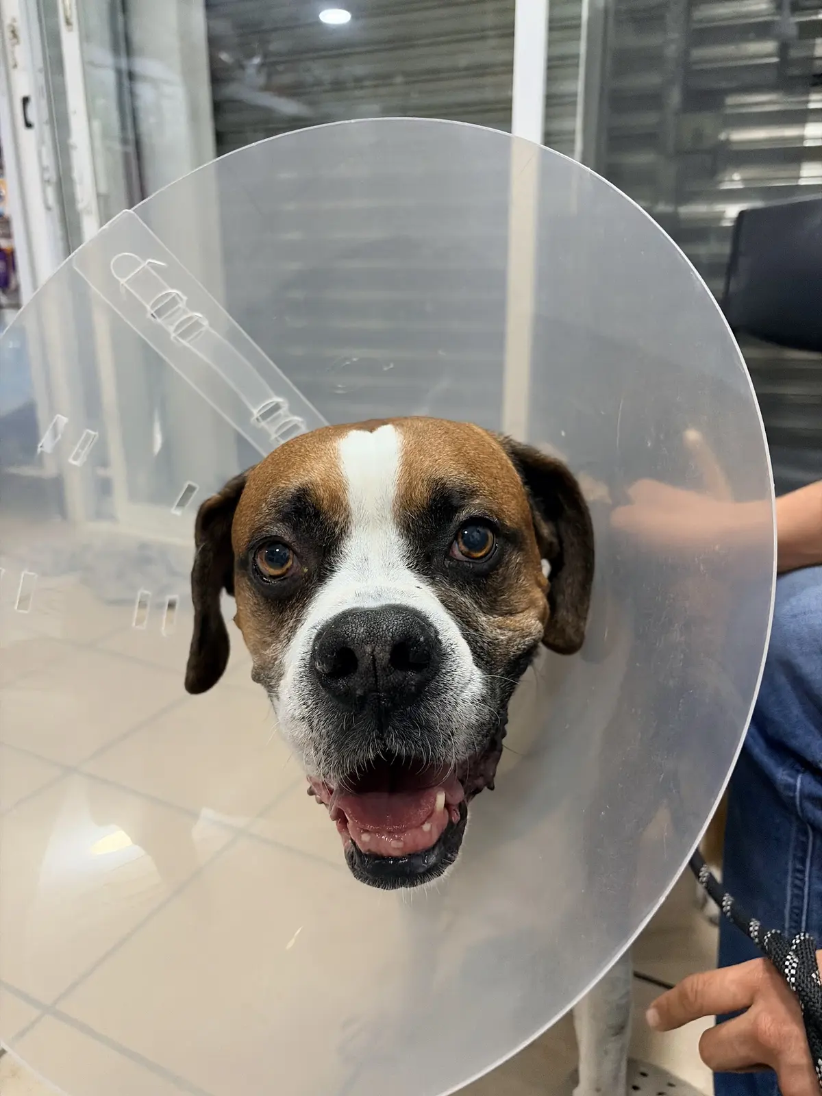 Hospital Veterinario Healthy Puppy