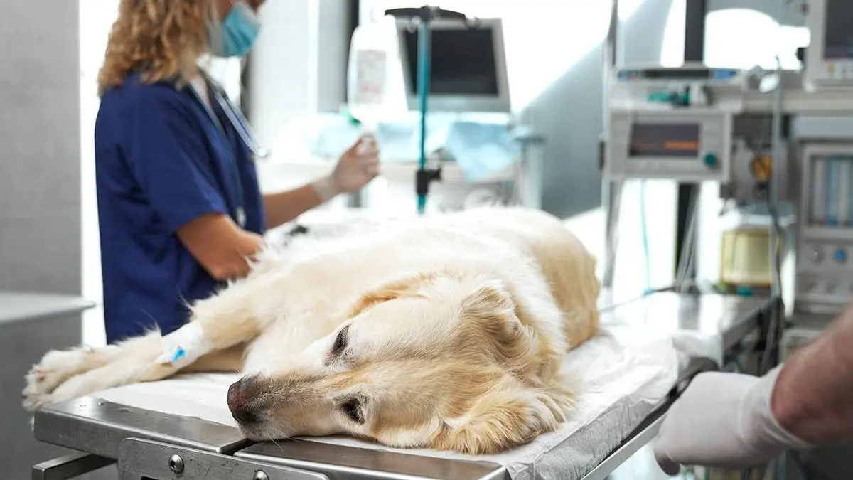 Hospital Veterinario Healthy Puppy — foto 3 de 3