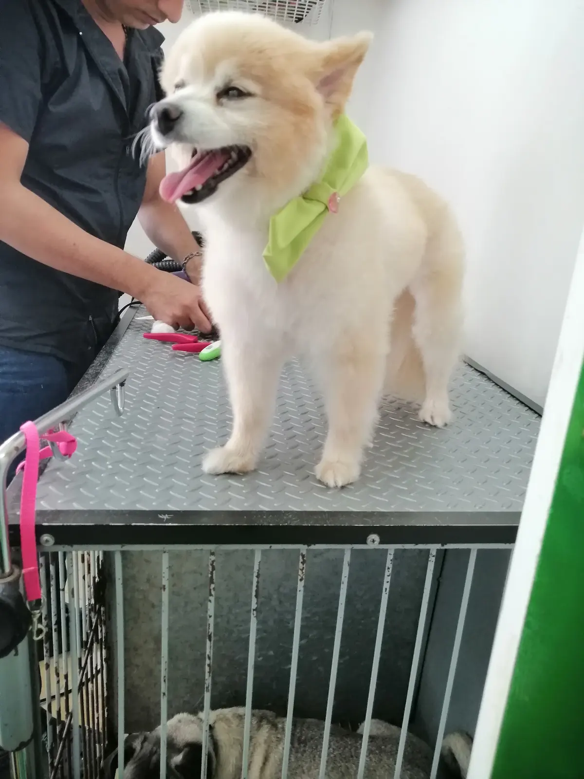 Veterinaria y Estética Canina La Perruquería