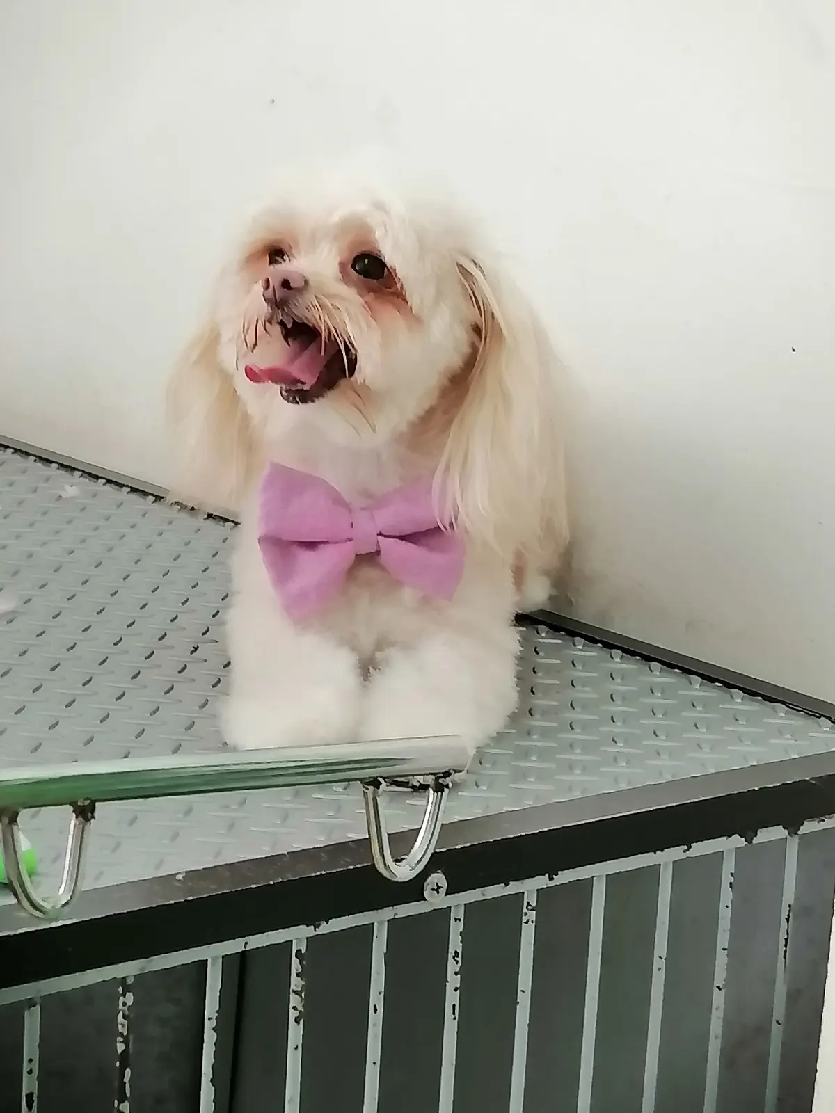Veterinaria y Estética Canina La Perruquería — foto 3 de 3