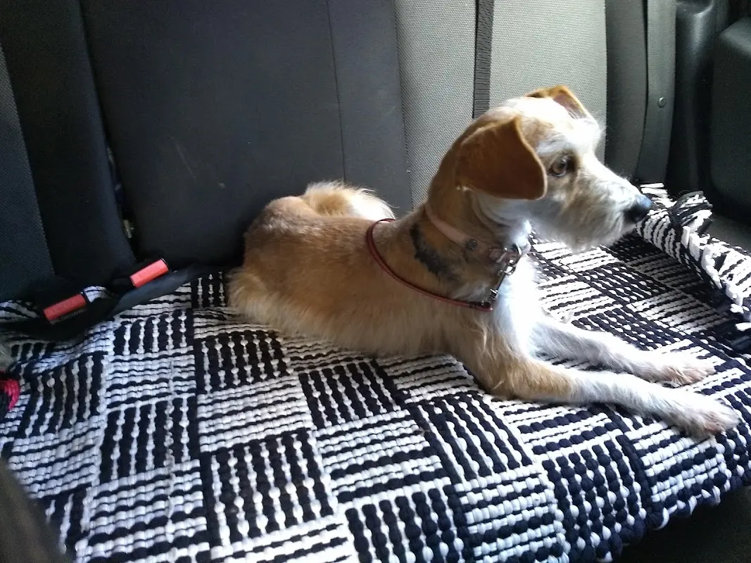 Veterinaria Mundo Canino