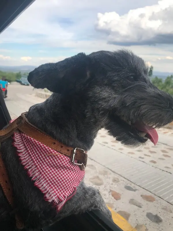 Veterinaria Arroyo