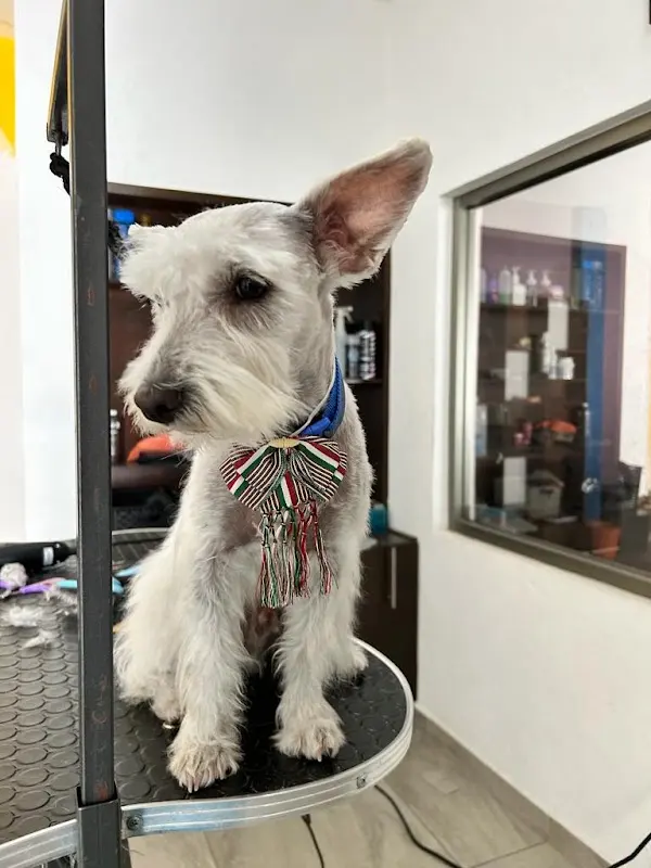 Hello Dogtor! Clínica Veterinaria