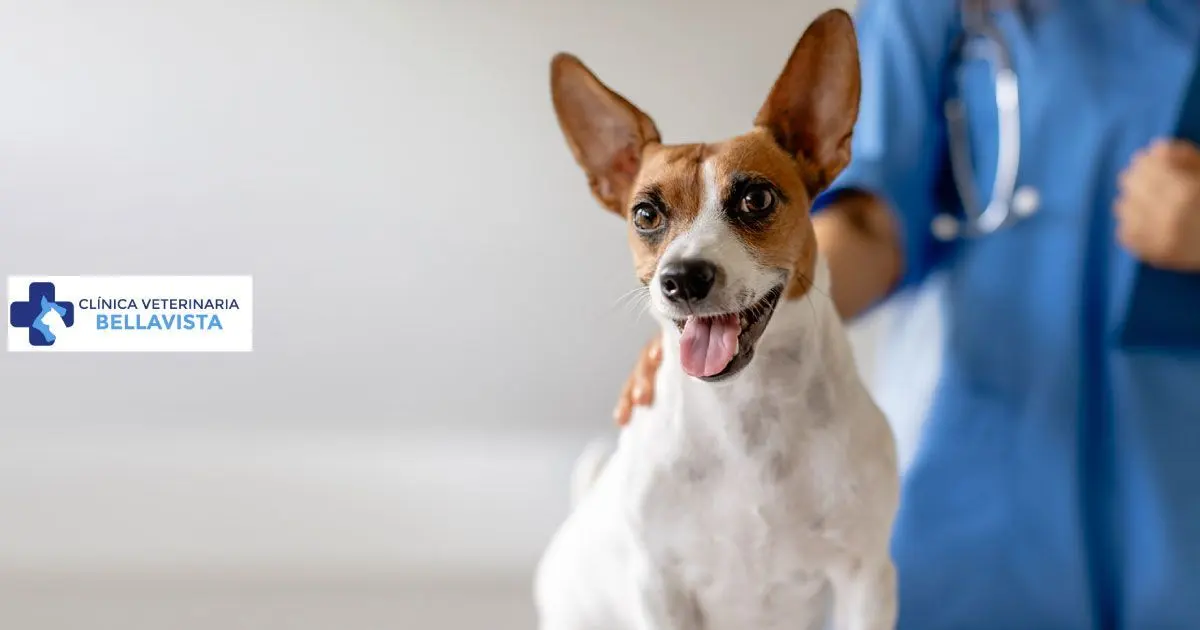Clínica Veterinaria Bellavista
